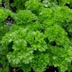 Krause Petersilie (Petroselinum Crispum) Frisado