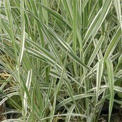 Rohrglanzgras (Phalaris Arundinacea) Picta -LICHTNELKE Geschäft Phalaris Arundinacea Buntes Rohr Glanzgras Picta lichtnelke OWZ II 1