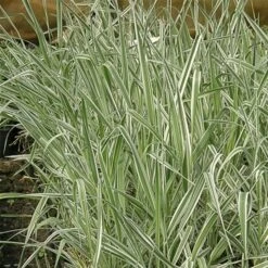 Rohrglanzgras (Phalaris Arundinacea) Picta -LICHTNELKE Geschäft Phalaris Arundinacea Buntes Rohr Glanzgras Picta lichtnelke OWZ IV 1