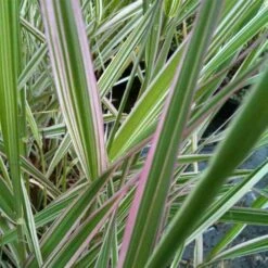 Rohrglanzgras (Phalaris Arundinacea) Picta -LICHTNELKE Geschäft Phalaris Arundinacea Buntes Rohr Glanzgras Picta lichtnelke OWZ V 1