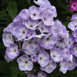 Flammenblume (Phlox Paniculata) Younique Old Blue