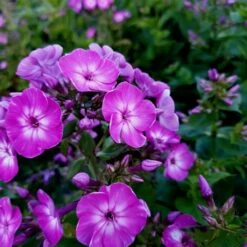 Titelseite -LICHTNELKE Geschäft Phlox paniculata Flammenblume Early purple eye lichtnelke I