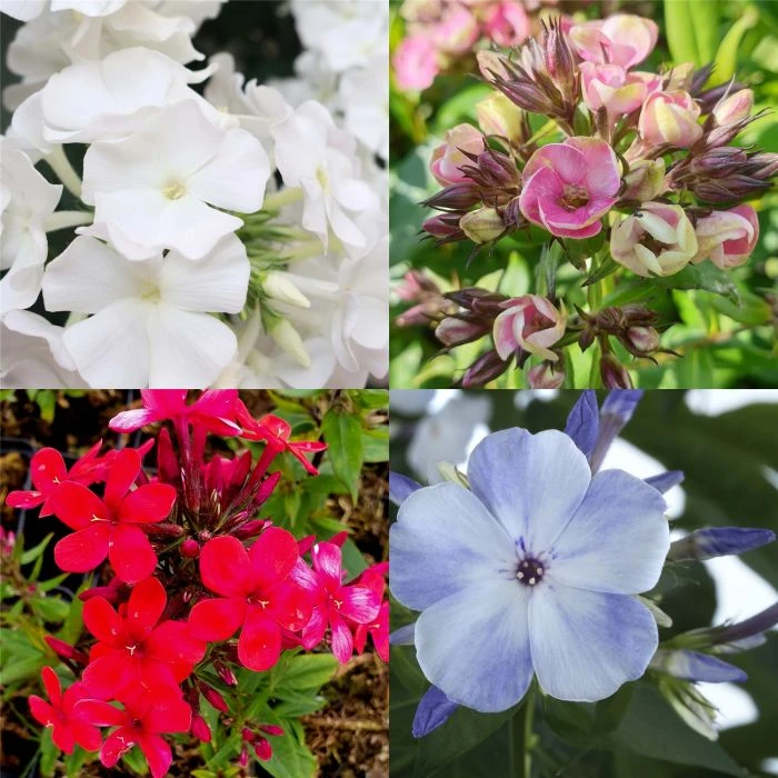 10 Pflanzen Flammenblume (Phlox) Mix 3 10 Pflanzen Flammenblume (Phlox) Mix
