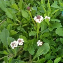Teppich-Verbene (Phyla Nodiflora) Summer Pearls -LICHTNELKE Geschäft Phyla nodiflora Teppich Verbene Summer Pearls lichtnelke OWZ V
