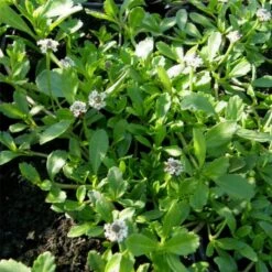 Teppich-Verbene (Phyla Nodiflora) Summer Pearls -LICHTNELKE Geschäft Phyla nodiflora Teppich Verbene Summer Pearls lichtnelke OWZ VI