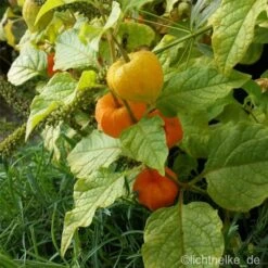 Lampionblume (Physalis Franchetii) -LICHTNELKE Geschäft Physalis alkekengi var franchetii Lampionblume lichtnelke III 1