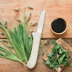 Spitzwegerich (Plantago Lanceolata)