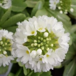 14 Pflanzen (Nektar Für Schmetterlinge) Mix 10 14 Pflanzen (Nektar Für Schmetterlinge) Mix -LICHTNELKE Geschäft Primula denticulata Kugelprimel Alba lichtnelke MIX