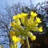 Echte Schlüsselblume (Primula Veris)