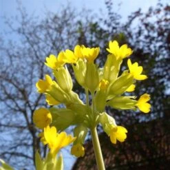 Echte Schlüsselblume (Primula Veris)