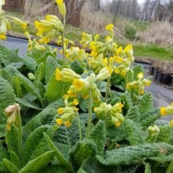 Echte Schlüsselblume (Primula Veris) -LICHTNELKE Geschäft Primula veris Schluesselblume gelb lichtnelke OWZ I
