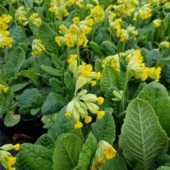 Echte Schlüsselblume (Primula Veris) -LICHTNELKE Geschäft Primula veris Schluesselblume gelb lichtnelke OWZ II