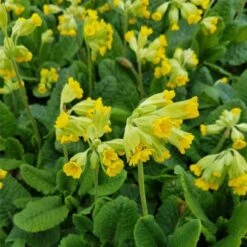 Echte Schlüsselblume (Primula Veris) -LICHTNELKE Geschäft Primula veris Schluesselblume gelb lichtnelke OWZ III
