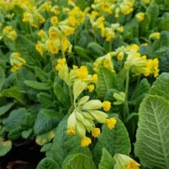 Echte Schlüsselblume (Primula Veris) -LICHTNELKE Geschäft Primula veris Schluesselblume gelb lichtnelke OWZ IV