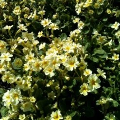 Kissenprimel (Primula Vulgaris ) -LICHTNELKE Geschäft Primula vulgaris Kissenprimel lichtnelke OWZ III