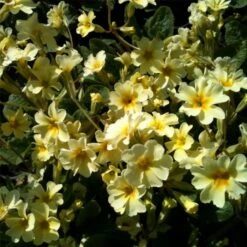 Kissenprimel (Primula Vulgaris )