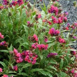 Lungenkraut (Pulmonaria Saccharata) Raspberry Splash
