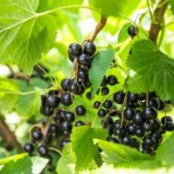Schwarze Johannisbeere (Ribes Nigrum) SUMMER PEARLS Patio Black