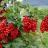 Rote Johannisbeere (Ribes Rubrum) SUMMER PEARLS Red -LICHTNELKE Geschäft Ribes rubrum Rote Johannisbeere SUMMER PEARLS Red AdobeStock 117388019 sk