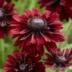 Rauher Sonnenhut (Rudbeckia Hirta) ENCHANTED Velvet Flame