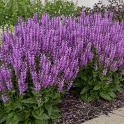 Salbei (Salvia) COLOR SPIRES Back To The Fuchsia -LICHTNELKE Geschäft Salvia Salbei COLOR SPIRES Back to the Fuchsia AP I sk
