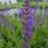 Salbei (Salvia Nemorosa ) Mainacht -LICHTNELKE Geschäft Salvia nemorosa Salbei Mainacht lichtnelke OWZ III 1