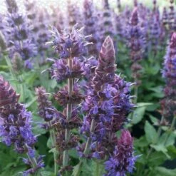 12 Pflanzen (Rosen-Begleiter) Mix -LICHTNELKE Geschäft Salvia nemorosa Salbei Ostfriesland lichtnelke OWZ VI