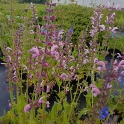 Wiesensalbei (Salvia Pratensis) BALLET Rose Rhapsody -LICHTNELKE Geschäft Salvia pratensis Wiesensalbei BALLET Rose Rhapsody lichtnelke OWZ II
