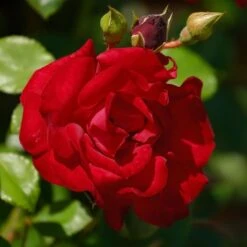 Kletterrose (Züchterrose) Santana