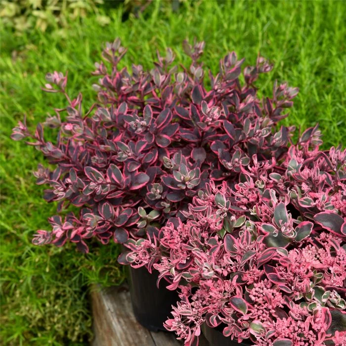 Fetthenne (Sedum) SUNSPARKLER Dream Dazzler 4 Fetthenne (Sedum) SUNSPARKLER Dream Dazzler – Bild 2