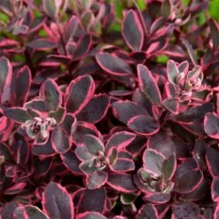 Fetthenne (Sedum) SUNSPARKLER Dream Dazzler 7 Fetthenne (Sedum) SUNSPARKLER Dream Dazzler -LICHTNELKE Geschäft Sedum Fetthenne SUNSPARKLER Dream Dazzler VF II sk