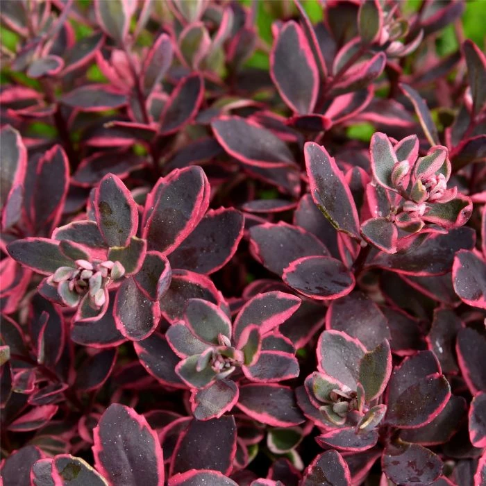 Fetthenne (Sedum) SUNSPARKLER Dream Dazzler 5 Fetthenne (Sedum) SUNSPARKLER Dream Dazzler – Bild 3