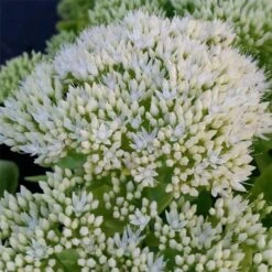 Pracht-Fetthenne (Sedum Spectabile) Iceberg 