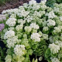 Pracht-Fetthenne (Sedum Spectabile) Iceberg  -LICHTNELKE Geschäft Sedum spectabile Pracht Fetthenne Iceberg lichtnelke OWZ III