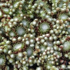 Spinnwebhauswurz (Sempervivum Arachnoideum )