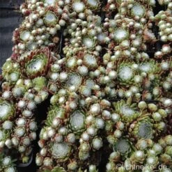 Spinnwebhauswurz (Sempervivum Arachnoideum ) -LICHTNELKE Geschäft Sempervivum arachnoideum Spinnwebhauswurz lichtnelke III