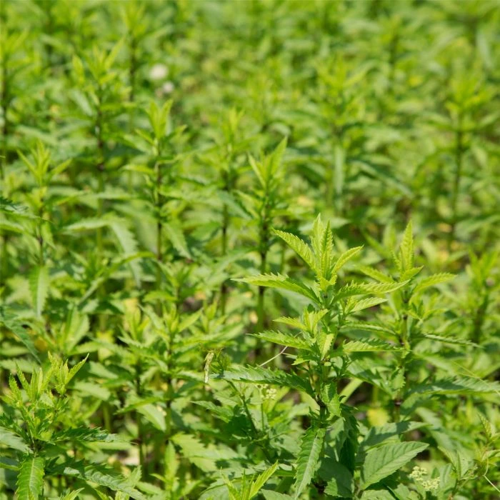 Knollenziest (Stachys Sieboldii) Conito 4 Knollenziest (Stachys Sieboldii) Conito – Bild 2