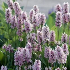 Ziest (Stachys X) Summer Crush