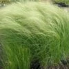 Zartes Federgras (Stipa Tenuissima) Pony Tails 1 Zartes Federgras (Stipa Tenuissima) Pony Tails -LICHTNELKE Geschäft Stipa tenuissima Federgras Pony Tails lichtnelke OWZ I