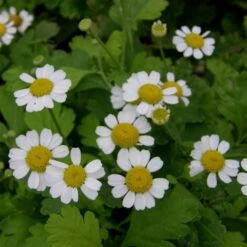 Mutterkraut (Tanacetum / Chrysanthemum Parthenium) -LICHTNELKE Geschäft Tanacetum Chrysanthemum parthenium Mutterkraut lichtnelke OWZ I