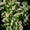 Mutterkraut (Tanacetum / Chrysanthemum Parthenium) -LICHTNELKE Geschäft Tanacetum Chrysanthemum parthenium Mutterkraut lichtnelke OWZ II