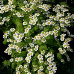 Mutterkraut (Tanacetum / Chrysanthemum Parthenium)