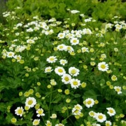 Mutterkraut (Tanacetum / Chrysanthemum Parthenium) -LICHTNELKE Geschäft Tanacetum Chrysanthemum parthenium Mutterkraut lichtnelke OWZ VI