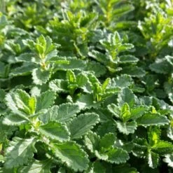 Echter Gamander (Teucrium Chamaedrys Hort. ) -LICHTNELKE Geschäft Teucrium chamaedrys hort Echter Gamander lichtnelke OWZ II