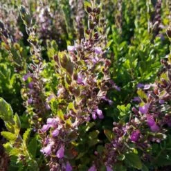 Echter Gamander (Teucrium Chamaedrys Hort. ) -LICHTNELKE Geschäft Teucrium chamaedrys hort Echter Gamander lichtnelke OWZ IV