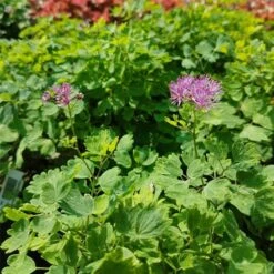 Wiesenraute (Thalictrum Aquilegifolium) THUNDERCLOUD