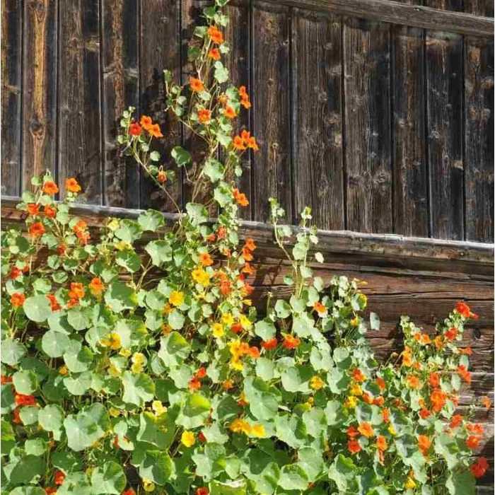 Kapuzinerkresse (Tropaeolum Majus) 3 Kapuzinerkresse (Tropaeolum Majus)