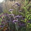 Patagonisches Eisenkraut (Verbena Bonariensis) Violet Blue