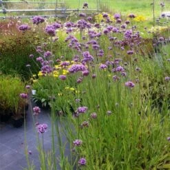 Patagonisches Eisenkraut (Verbena Bonariensis) Violet Blue -LICHTNELKE Geschäft Verbena bonariensis Patagonisches Eisenkraut Buenos Aires lichtnelke OWZ I