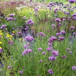 Patagonisches Eisenkraut (Verbena Bonariensis) Violet Blue -LICHTNELKE Geschäft Verbena bonariensis Patagonisches Eisenkraut Buenos Aires lichtnelke OWZ III